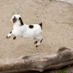Baby Goat White